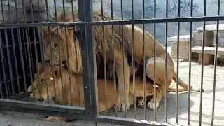 Любовные игры львов. Васильевка Запорожская обл.