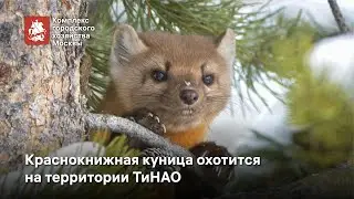 #Фотоловушка_кгх