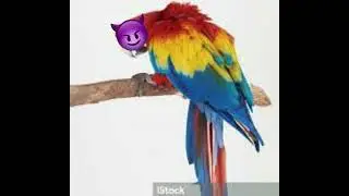||МЕМЕ|| Попугаи жрут орешки!😱🌰