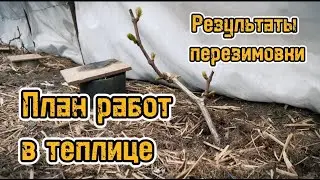 План работ на винограднике в теплице после снятия зимнего укрытия/Работы на винограднике