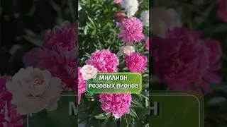 Сегодня покажем как цветет наша плантация пионов! 🌸 
