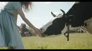 Cow is Eating Grass || Farm Animals
