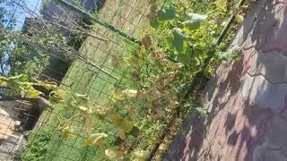 Капчагай