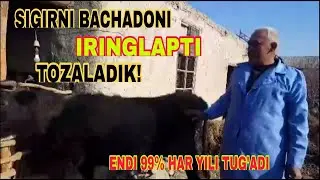 😲Sigirni bachadoni iringlapti, TOZALADIK!
