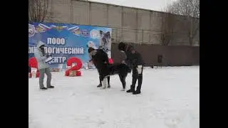 кобели класс открытый