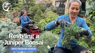 Restyling a Juniper with Madam Bonsai