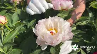 Petite Elegance peony. Pulkovo Garden