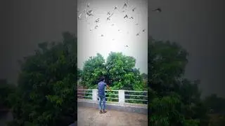 Instagram Artificial Birds Reel | Instagram Sad Reel Editing (Tutorial) Kinemaster #shorts #viral