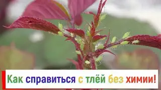 Тля на розах!!! Химию не применять! Этот препарат справится с тлей на раз
