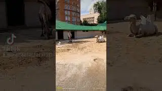 Корабль пустыни