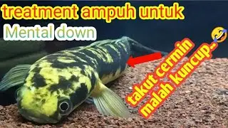 Cara Mengatasi Channa Maru Mental Down takut cermin