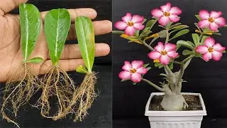 How To Grow Adenium Plants From Leaves