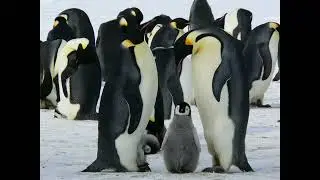 50 fascinating fast facts about emperor penguins