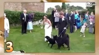 Свадебные курьезы Смешные видео