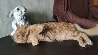 Мейн кун. Кот Джокер. Деловая колбаса.