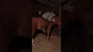 Приручил жеребенка!