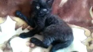Котейка