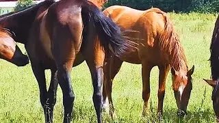 Stallion Meet For The First Time ।  Horses Meet ।  Horses meeting