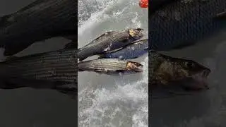 Топовая наживка на хариуса весной