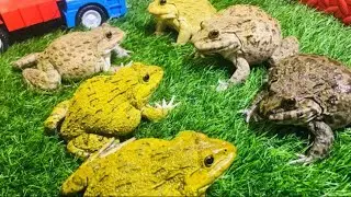 Frog said Don’t mess with me  funny video frog 🐸 