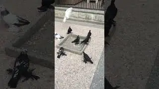 Шаваграни