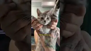 КОТИКУ ВОЛЬТИКУ МАЛО ЛЮБВИ? 