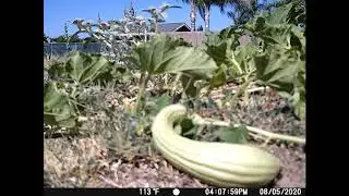 Apeman H55 Trail Camera Time Lapse Video