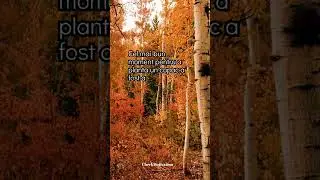 Citate Motivationale. Inspiratie. Succes
