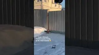 Слон и Моська