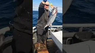 It’s Albacore Tuna FISHING Season 2024 #yakventures #offshorefishing #tuna #albacore