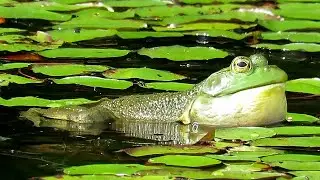 American Bullfrogs Croaking