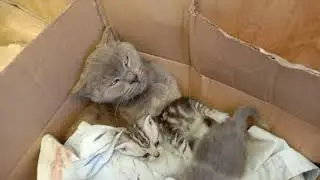Кошка Герда родила котят. Поиски и спасение потерявшихся котят