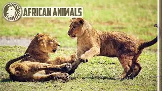 Lion cubs playing 🐅 Maasai Mara National Reserve