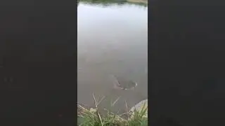 Попытка взять сазана 