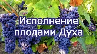 Исполнение плодами Духа