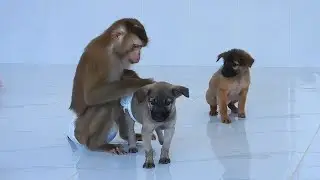 Sister Luna Playing With Two Puppy BoBo And PinkPink