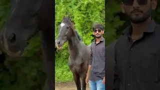 ખોટુ વેમ મા નો રેવુ 🔥 #shortvideo #short_video #shorts #youtubeshorts #horse #video #youtube