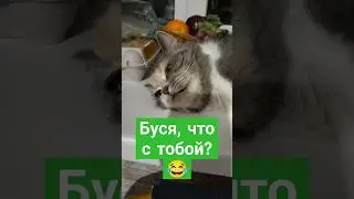 Кошка поломалась 😅 #кошечки