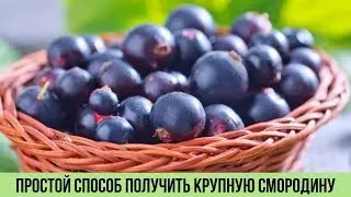 Чёрная смородина будет крупная как вишня после этой подкормки Проще просто не придумаешь