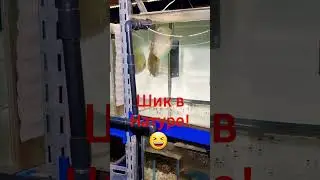 Удалось спаровать! Просто круть!