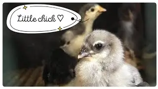 [VLOG] MY CHICKEN GROWTH