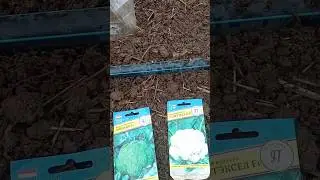 Сею в июле в открытый грунт цветную капусту и брокколи безрассадным способом