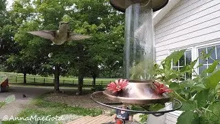 hummingbird