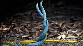 Top 10 Animals with the Most Unusual Mating Tactics
