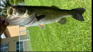 Does a Swimbait from Italy work on Bass??