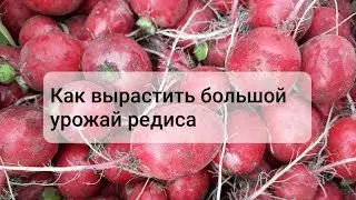 Сколько можно вырастить редиса из пачки в 3 грамма ??? Как вырастить редис. Ранние сорта редиса.