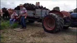 Irish Cows appreciating Irish Music & Dance