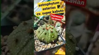 🌵astrophytum asterias cv. super kabuto🌵 