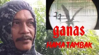 GANAS.. hama tambak