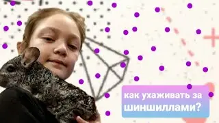 как ухаживать за шиншиллами?